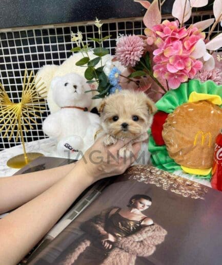 ขายลูกสุนัขมอลติพู ซื้อสุนัข ซื้อหมา ได้ที่ Tagnimal