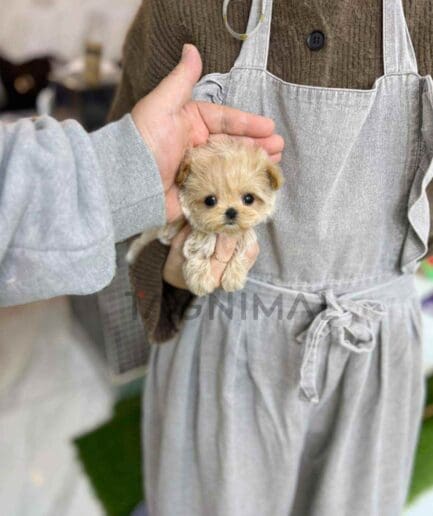 ขายลูกสุนัขมอลติพู ซื้อสุนัข ซื้อหมา ได้ที่ Tagnimal