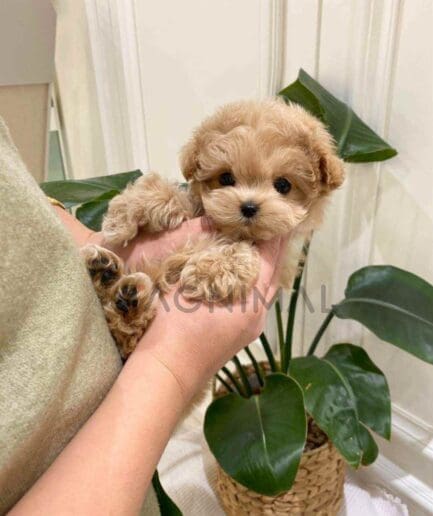 ขายลูกสุนัขมอลติพู ซื้อสุนัข ซื้อหมา ได้ที่ Tagnimal
