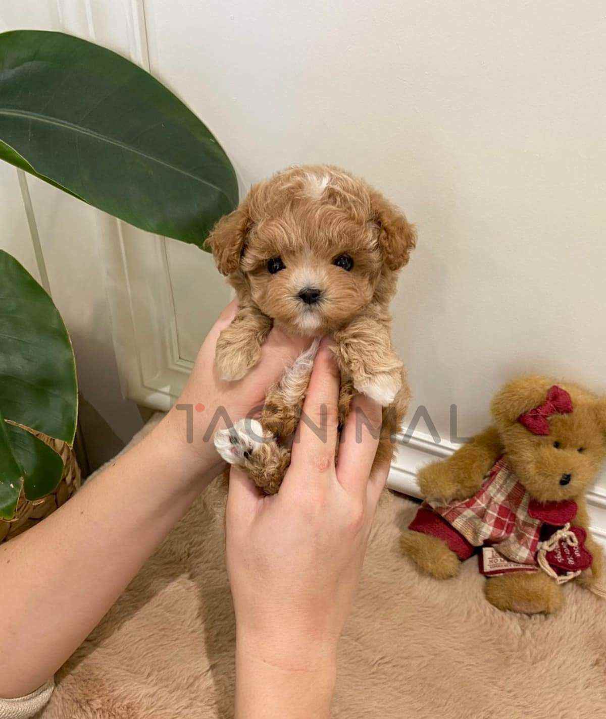 Maltipoo puppy for sale, dog for sale at Tagnimal