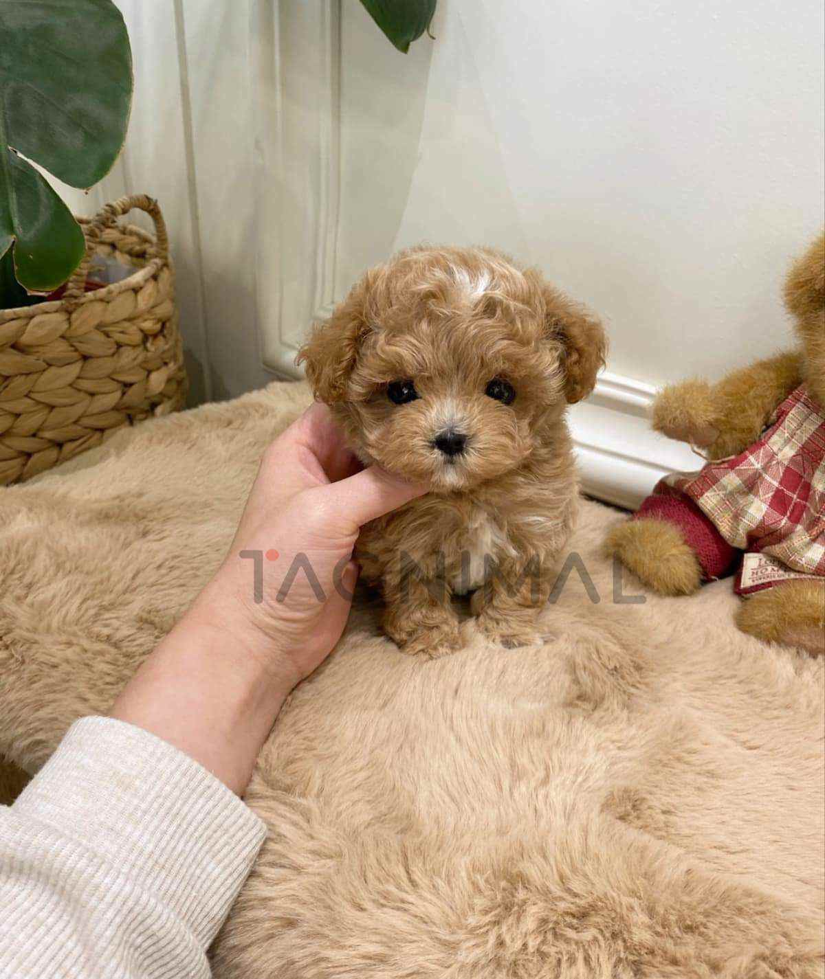 Maltipoo puppy for sale, dog for sale at Tagnimal