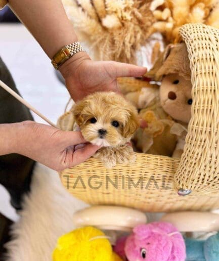 ขายลูกสุนัขมอลติพู ซื้อสุนัข ซื้อหมา ได้ที่ Tagnimal