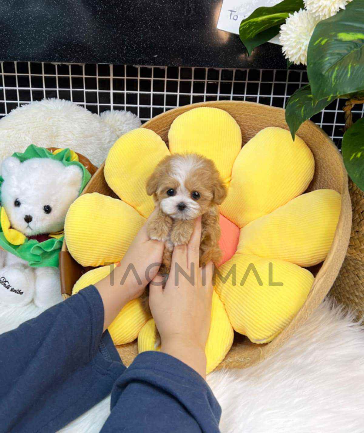 Maltipoo puppy for sale, dog for sale at Tagnimal