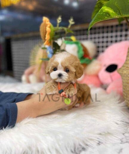 Maltipoo puppy for sale, dog for sale at Tagnimal