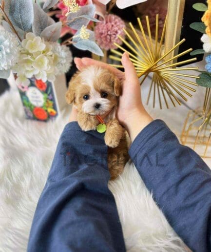 Maltipoo puppy for sale, dog for sale at Tagnimal