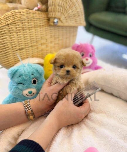 ขายลูกสุนัขมอลติพู ซื้อสุนัข ซื้อหมา ได้ที่ Tagnimal