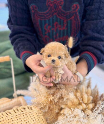 ขายลูกสุนัขมอลติพู ซื้อสุนัข ซื้อหมา ได้ที่ Tagnimal