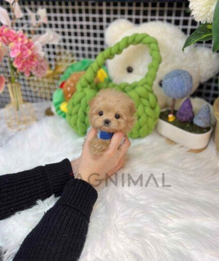 Maltipoo puppy for sale, dog for sale at Tagnimal
