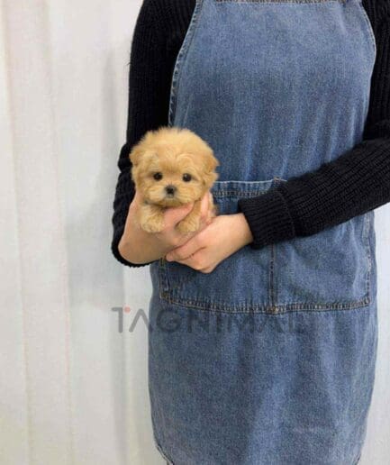 Maltipoo puppy for sale, dog for sale at Tagnimal