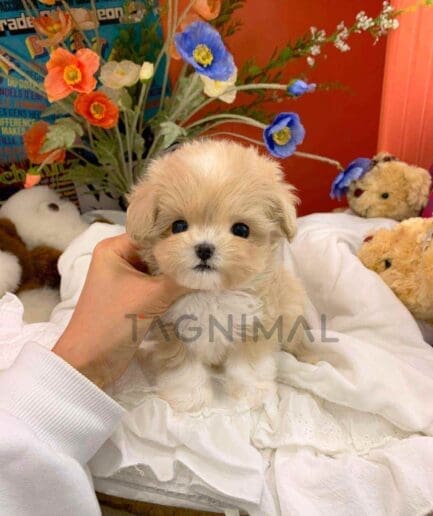 ขายลูกสุนัขมอลติพู ซื้อสุนัข ซื้อหมา ได้ที่ Tagnimal