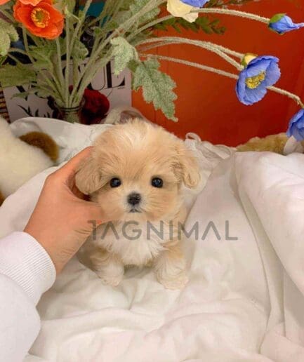 ขายลูกสุนัขมอลติพู ซื้อสุนัข ซื้อหมา ได้ที่ Tagnimal