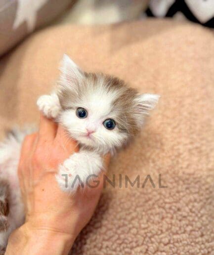 Norwegian Forest kitten for sale, cat for sale at Tagnimal