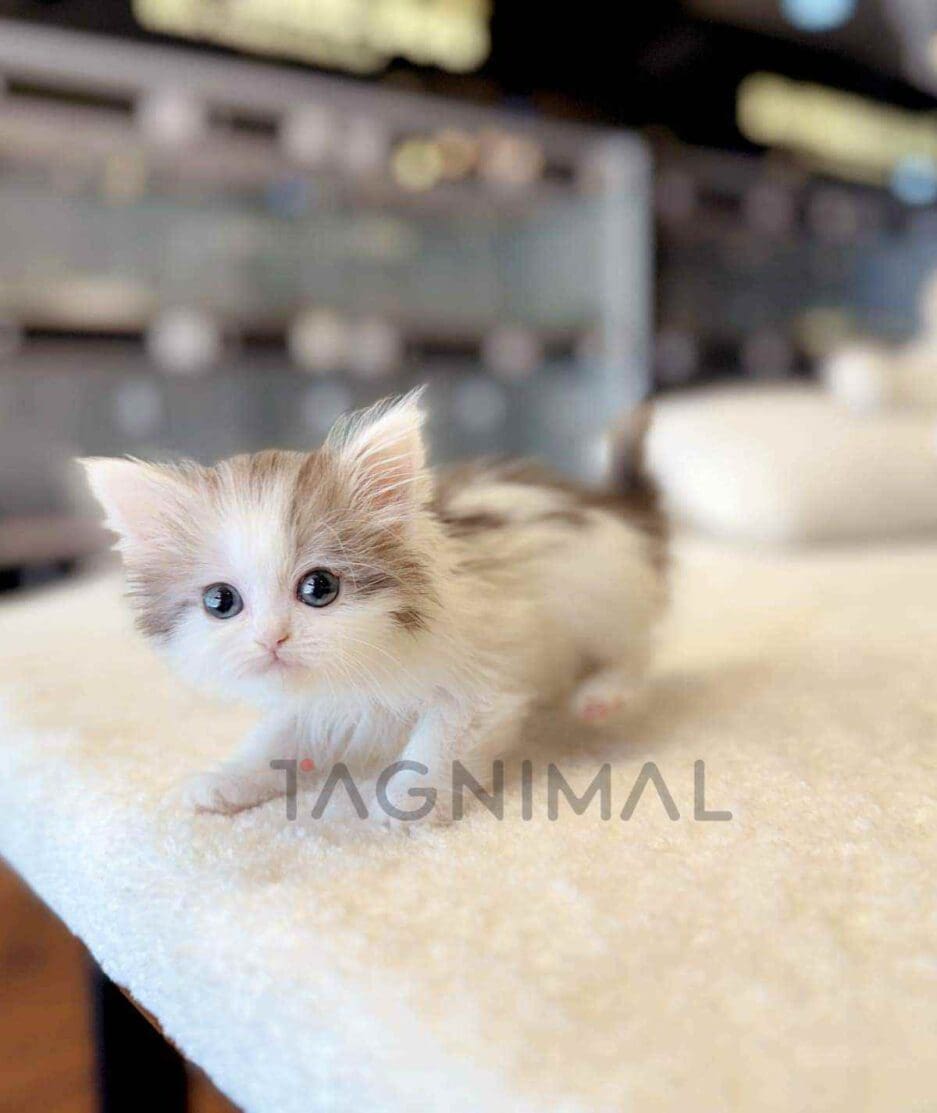 Norwegian Forest kitten for sale, cat for sale at Tagnimal