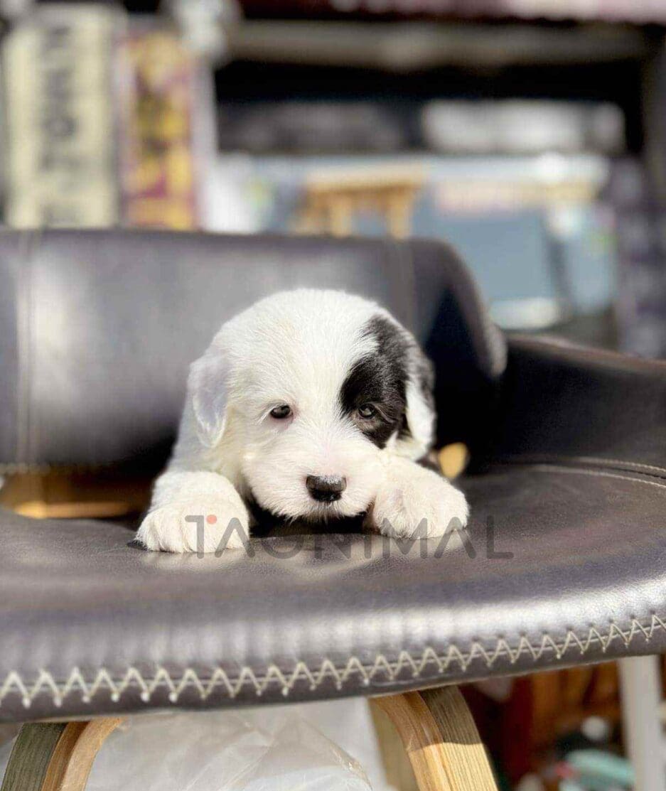 Old English Sheepdog puppy for sale, dog for sale at Tagnimal