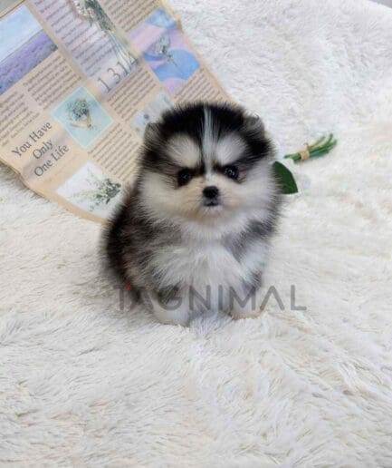 Pomsky puppy for sale, dog for sale at Tagnimal