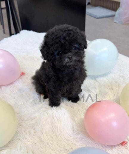 Poodle puppy for sale, dog for sale at Tagnimal