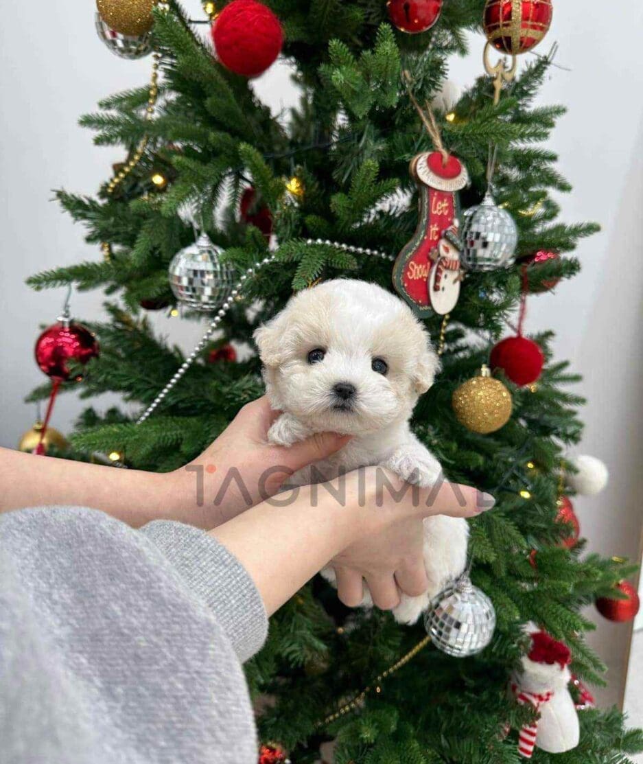 Poochon puppy for sale, dog for sale at Tagnimal