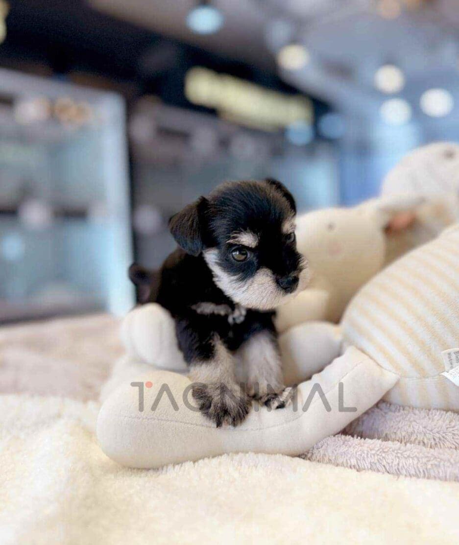 Schnauzer puppy for sale, dog for sale at Tagnimal