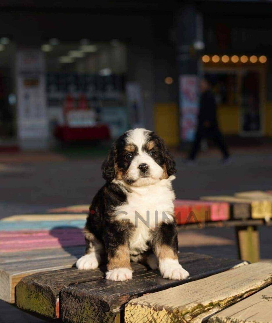Bernedoodle puppy for sale, dog for sale at Tagnimal