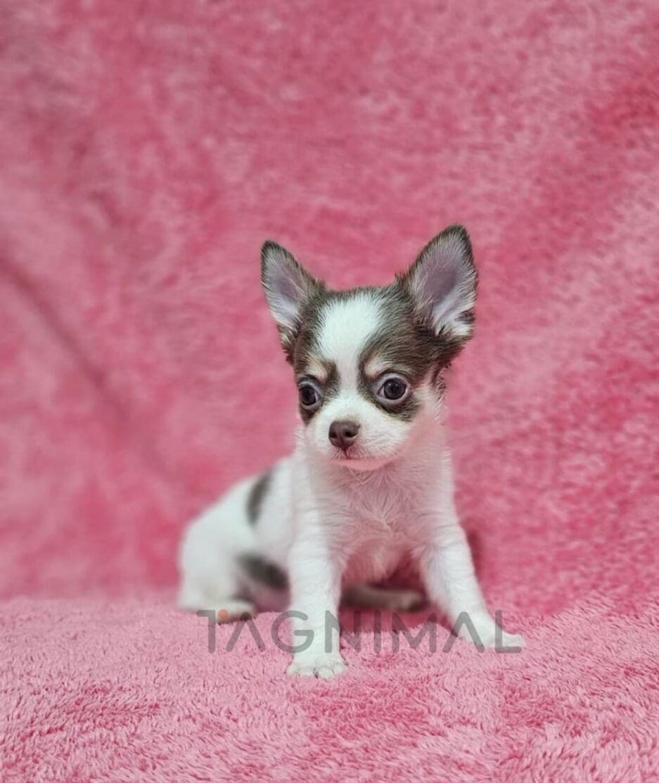 Chihuahua puppy for sale, dog for sale at Tagnimal
