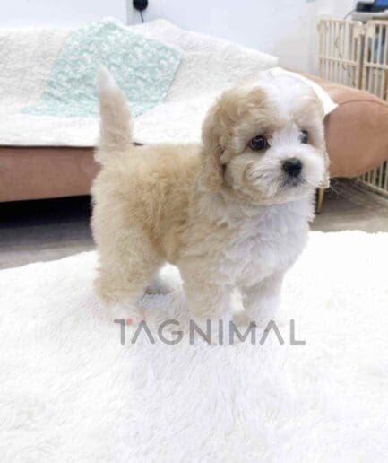 ขายลูกสุนัขโกลเด้นดูเดิ้ล ซื้อสุนัข ซื้อหมา ได้ที่ Tagnimal