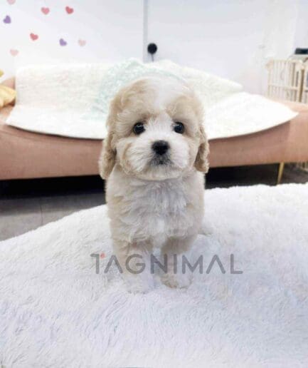 ขายลูกสุนัขโกลเด้นดูเดิ้ล ซื้อสุนัข ซื้อหมา ได้ที่ Tagnimal