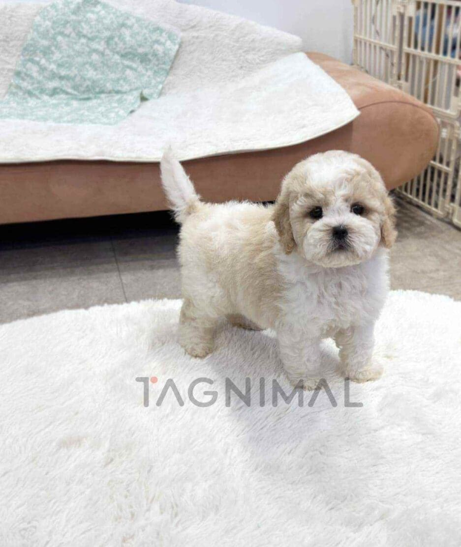Goldendoodle puppy for sale, dog for sale at Tagnimal