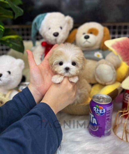 Maltipoo puppy for sale, dog for sale at Tagnimal