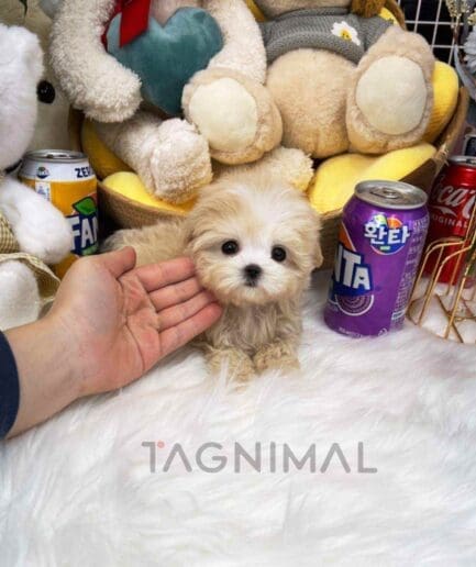Maltipoo puppy for sale, dog for sale at Tagnimal