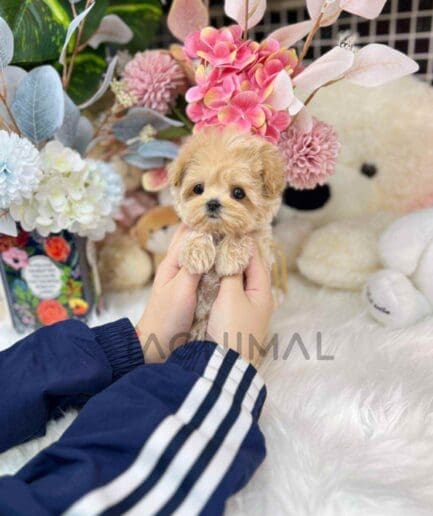 Maltipoo puppy for sale, dog for sale at Tagnimal