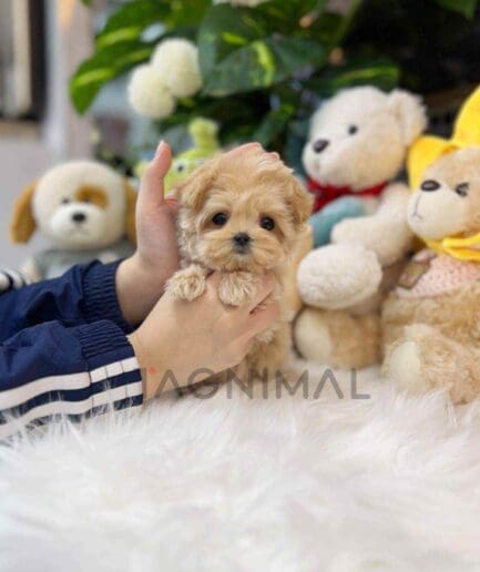 Maltipoo puppy for sale, dog for sale at Tagnimal