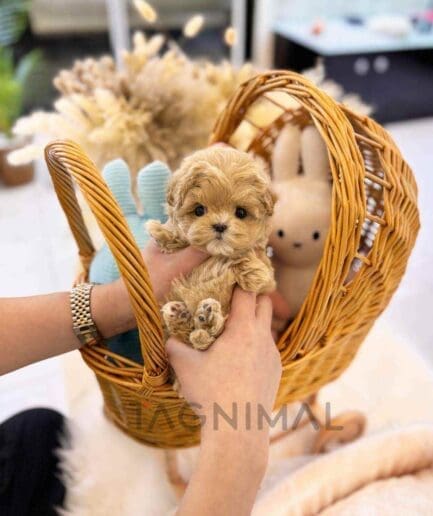ขายลูกสุนัขมอลติพู ซื้อสุนัข ซื้อหมา ได้ที่ Tagnimal
