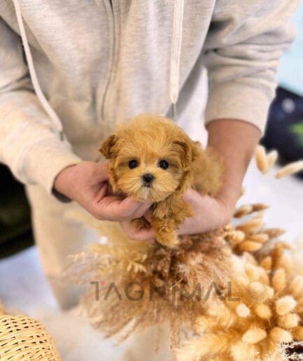 ขายลูกสุนัขมอลติพู ซื้อสุนัข ซื้อหมา ได้ที่ Tagnimal