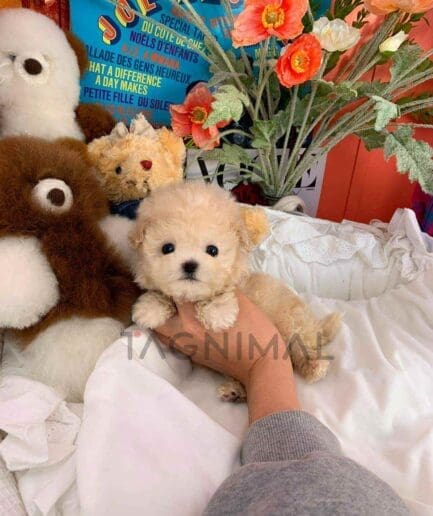 ขายลูกสุนัขมอลติพู ซื้อสุนัข ซื้อหมา ได้ที่ Tagnimal