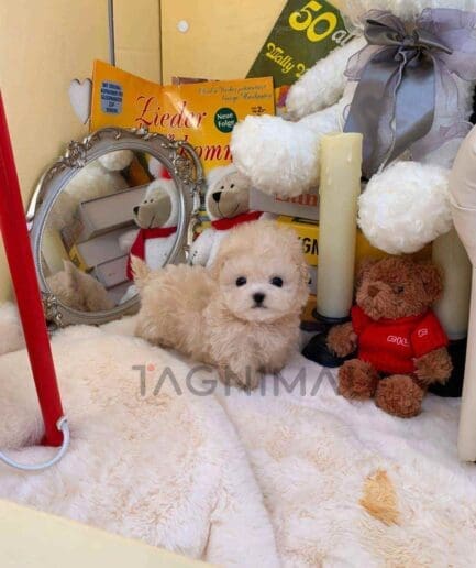 ขายลูกสุนัขมอลติพู ซื้อสุนัข ซื้อหมา ได้ที่ Tagnimal