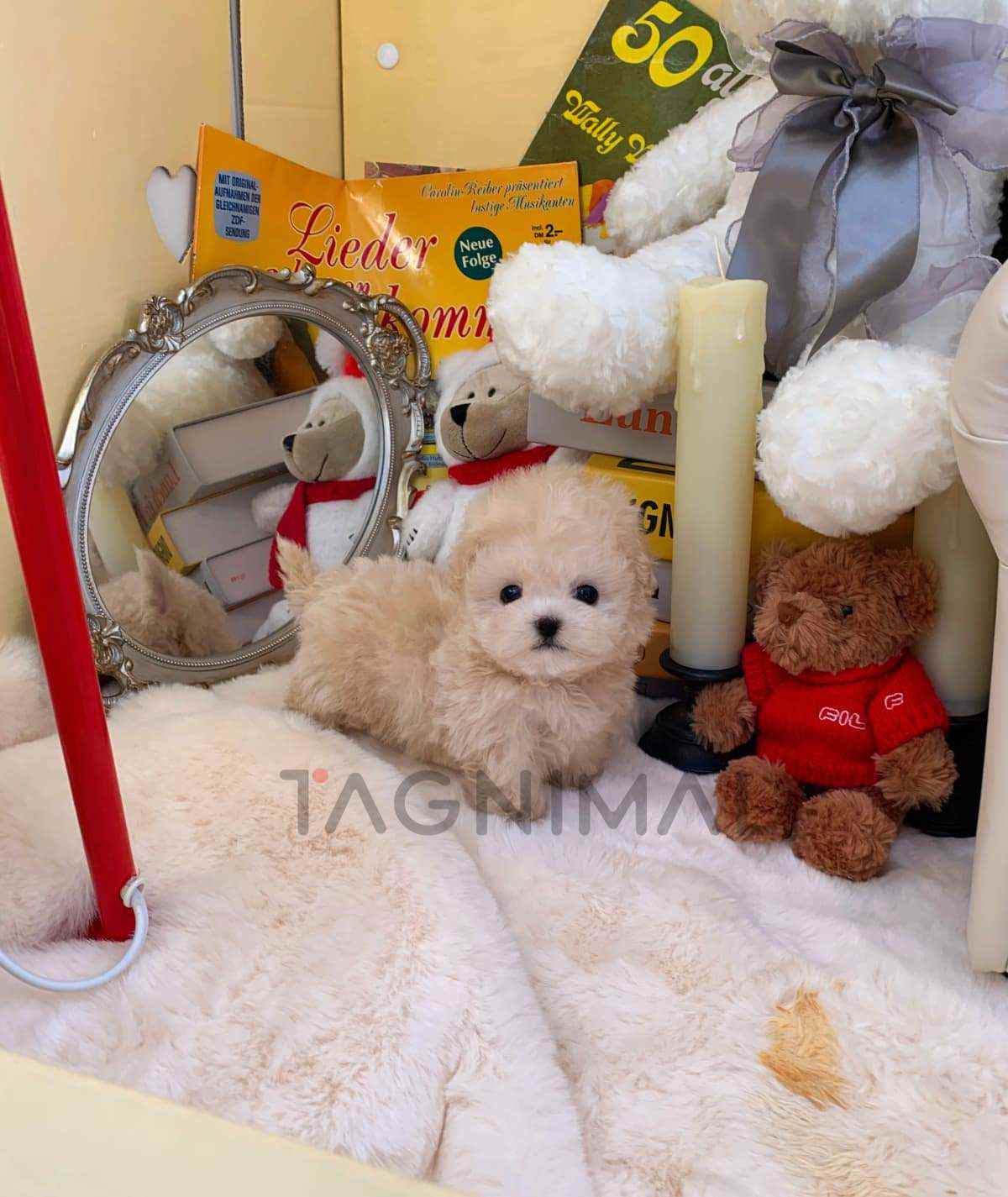 Maltipoo puppy for sale, dog for sale at Tagnimal