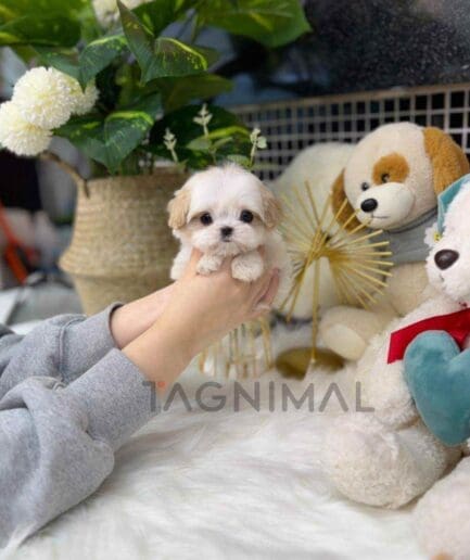 Maltipoo puppy for sale, dog for sale at Tagnimal