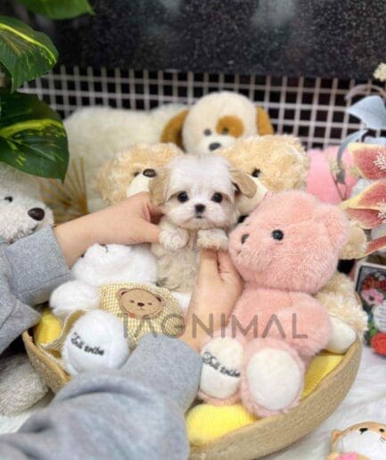 Maltipoo puppy for sale, dog for sale at Tagnimal