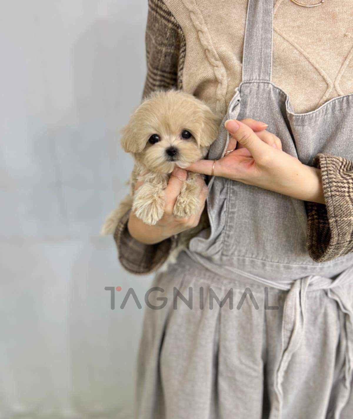 Maltipoo puppy for sale, dog for sale at Tagnimal