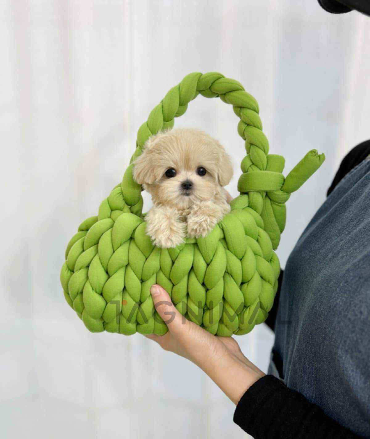 Maltipoo puppy for sale, dog for sale at Tagnimal