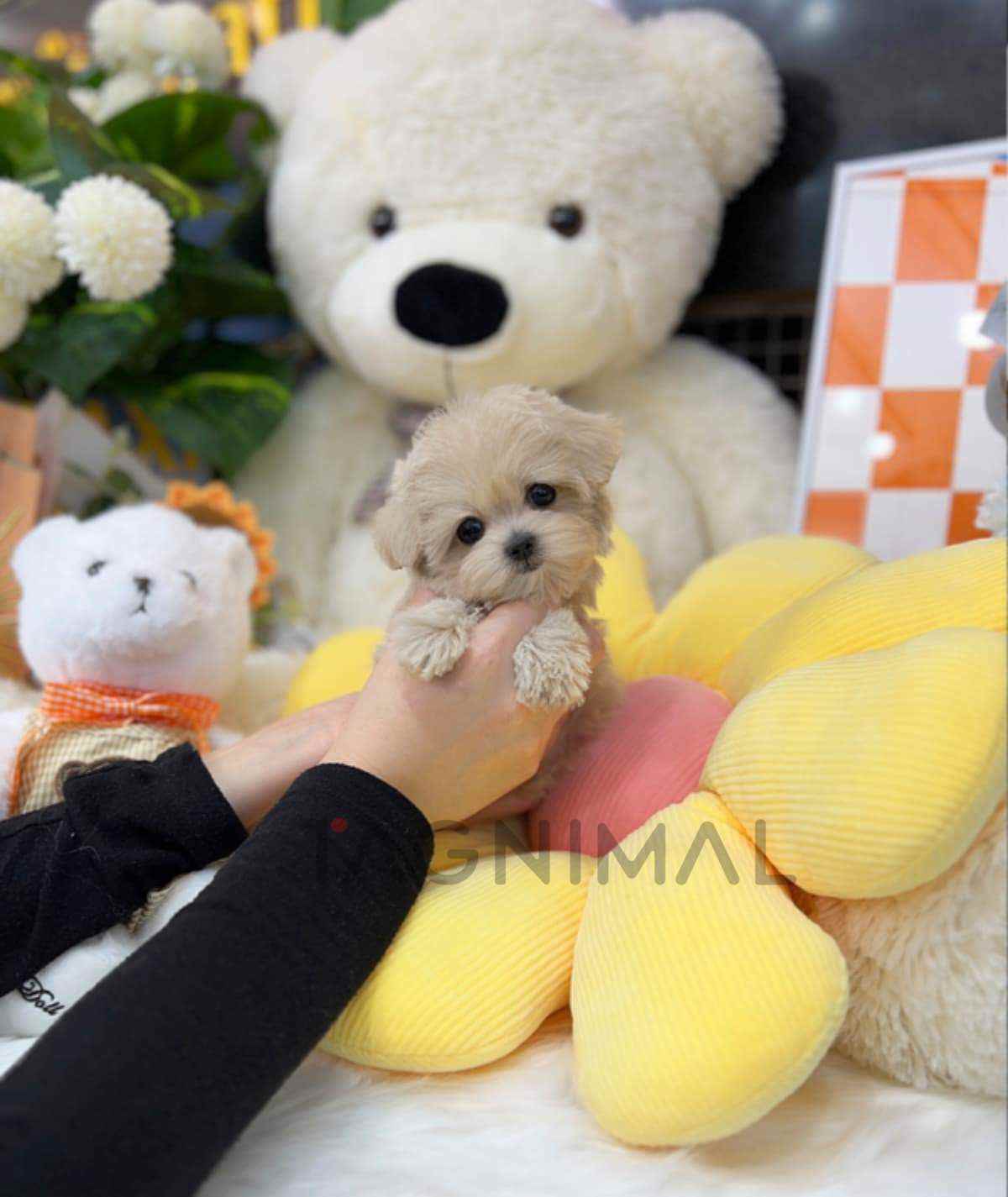 Maltipoo puppy for sale, dog for sale at Tagnimal