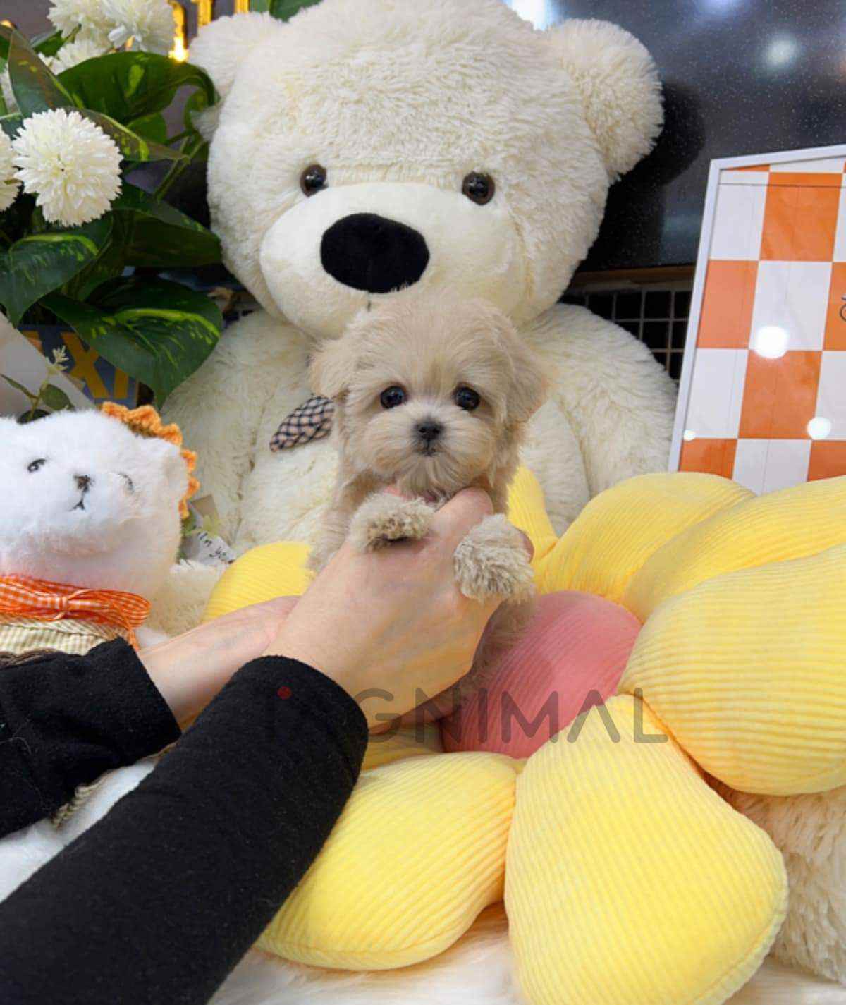 Maltipoo puppy for sale, dog for sale at Tagnimal