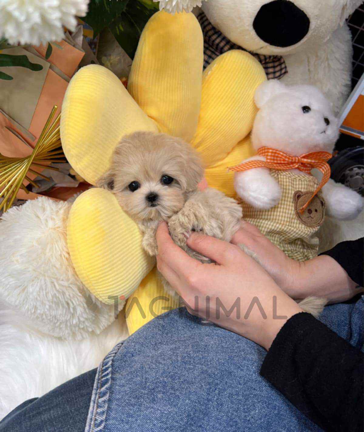 Maltipoo puppy for sale, dog for sale at Tagnimal