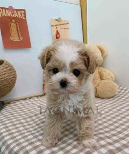 ขายลูกสุนัขมอลติพู ซื้อสุนัข ซื้อหมา ได้ที่ Tagnimal