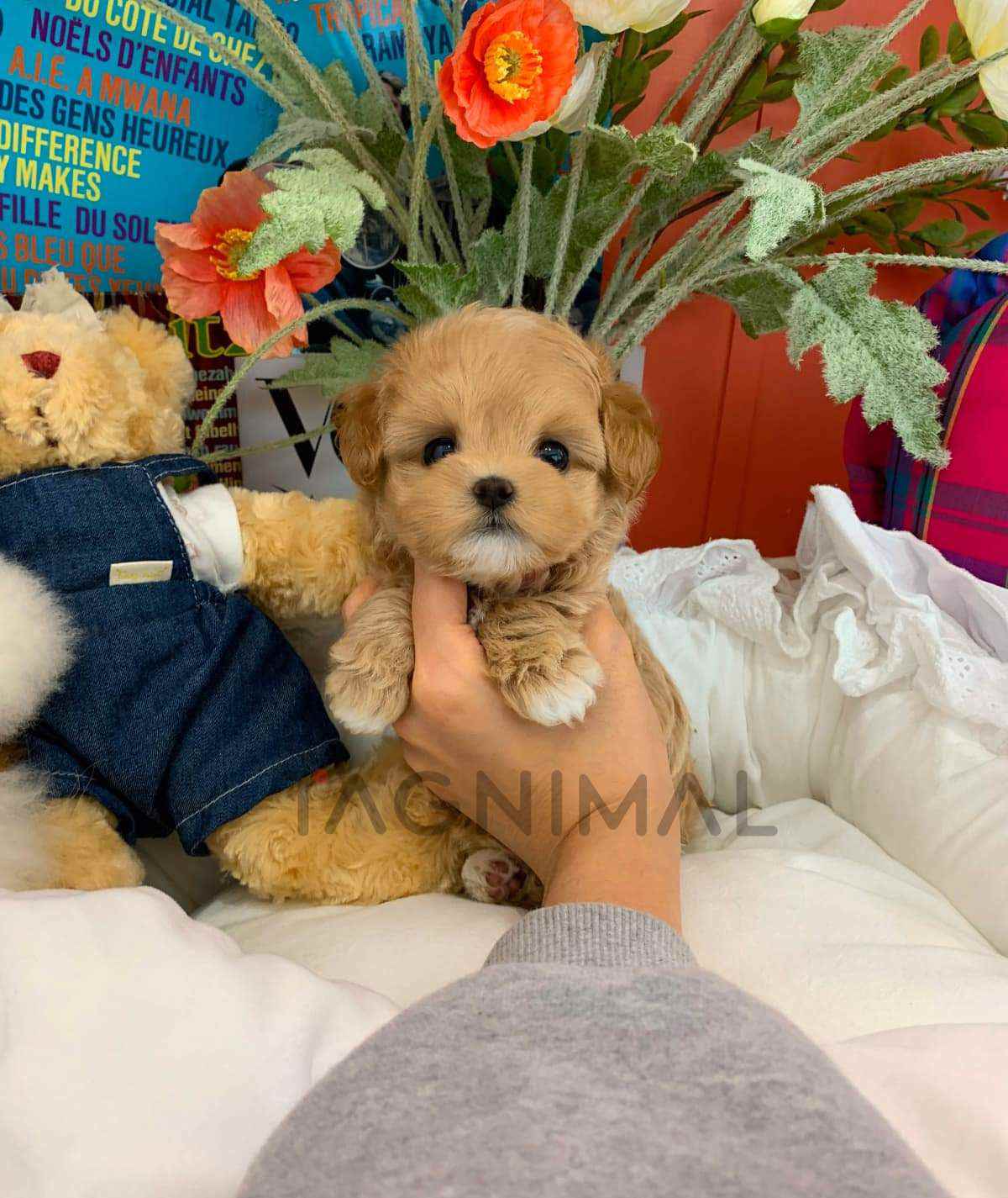 Maltipoo puppy for sale, dog for sale at Tagnimal