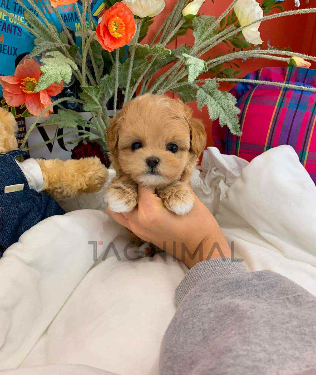 Maltipoo puppy for sale, dog for sale at Tagnimal