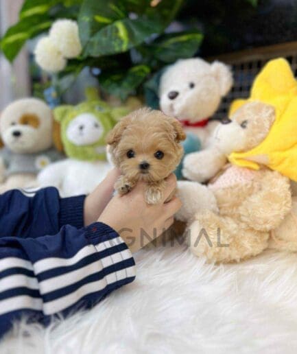 Maltipoo puppy for sale, dog for sale at Tagnimal