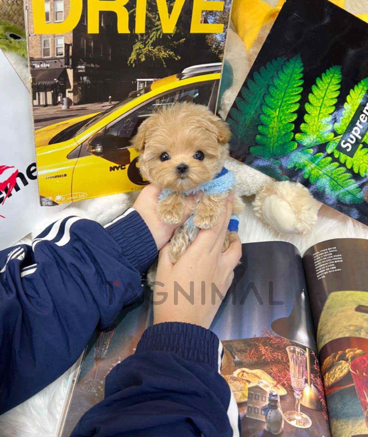 Maltipoo puppy for sale, dog for sale at Tagnimal