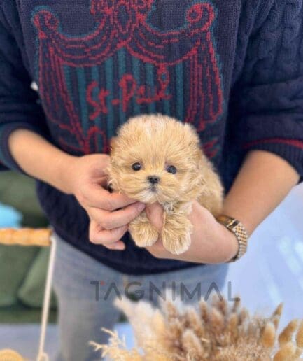 ขายลูกสุนัขมอลติพู ซื้อสุนัข ซื้อหมา ได้ที่ Tagnimal