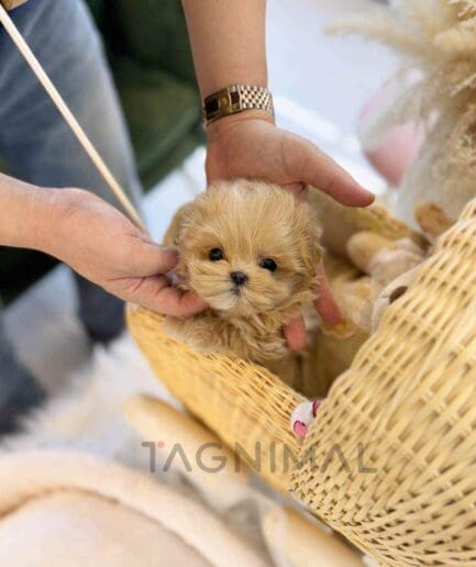 ขายลูกสุนัขมอลติพู ซื้อสุนัข ซื้อหมา ได้ที่ Tagnimal